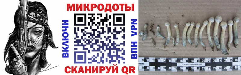 Псилоцибиновые грибы GOLDEN TEACHER Грязовец